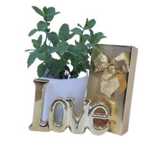 משלוח עציצים ברמת גן